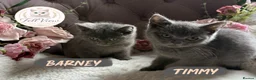 British Shorthair cats for sale: BEAUTIFUL GCCF BSH KITTENS - READY NOW 🤍 - Advert 6