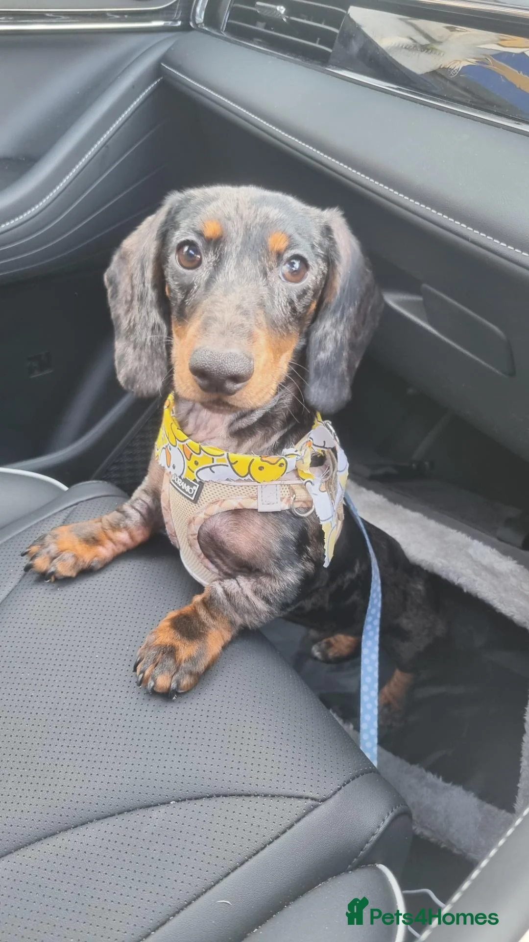 Miniature Dachshund dogs for sale: 7 month miniature dachshund for rehome in Irvine - Advert 8