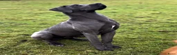 Great Danoodle dogs for sale: Extremely rare greatdoodles  - Advert 4