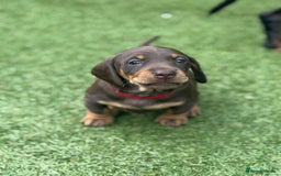 Dachshund dogs for sale: Stunning Dachshund Puppies  - Image 27