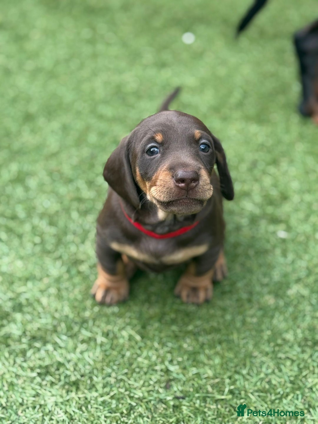Dachshund dogs for sale: Stunning Dachshund Puppies  - Image 27