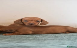 Miniature Dachshund dogs for sale: Mini smooth dachshunds  - Image 14