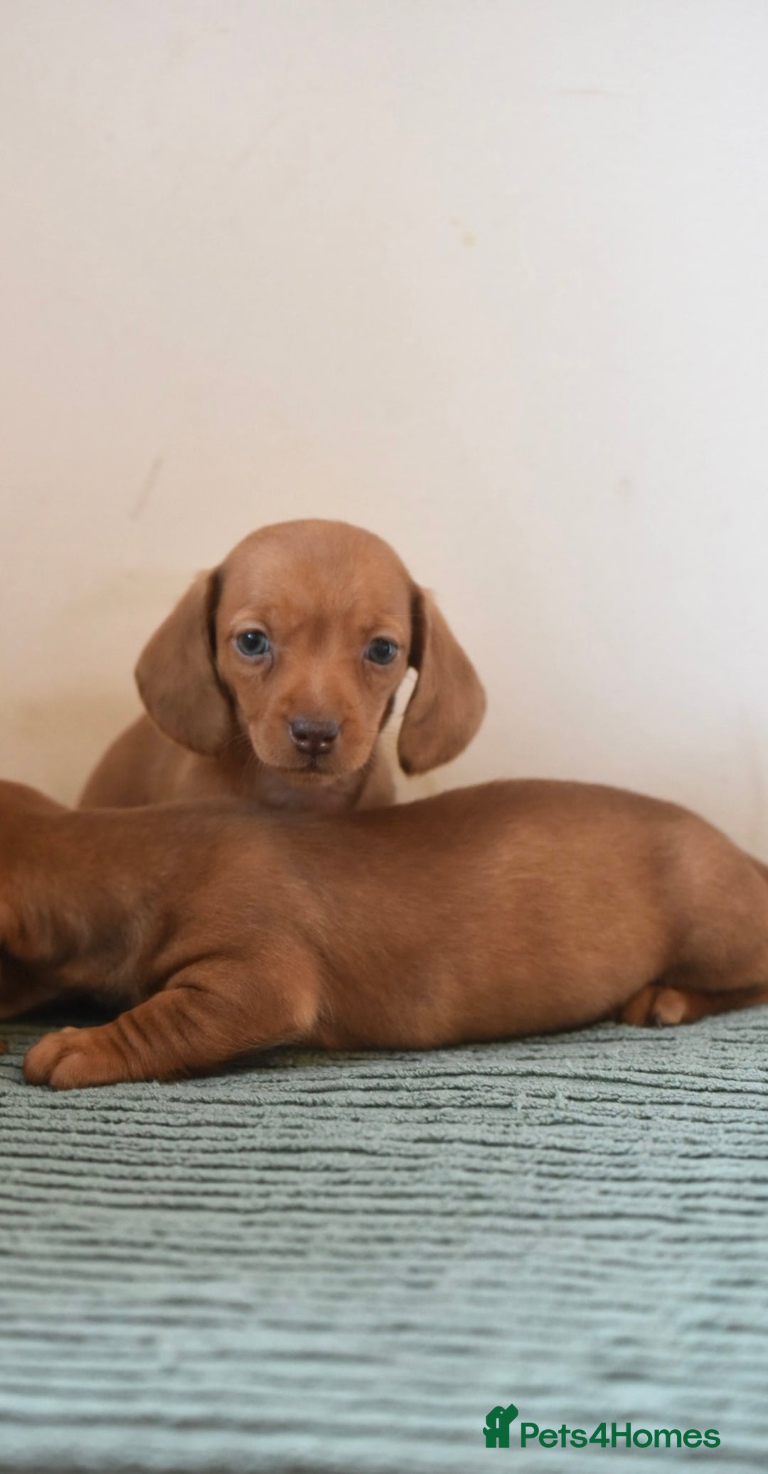 Miniature Dachshund dogs for sale: Mini smooth dachshunds  - Image 14