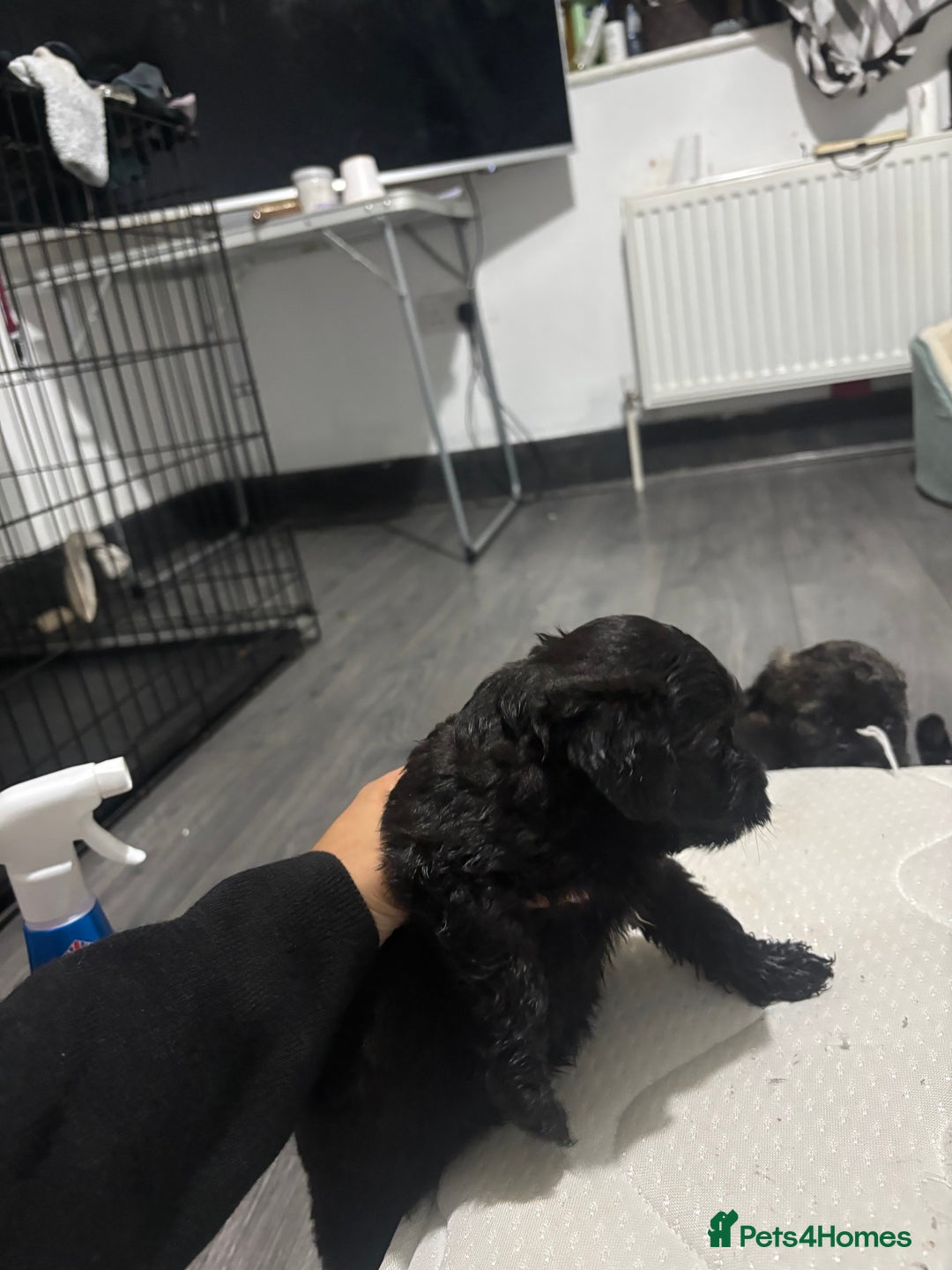 Mixed Breed dogs for sale: Last dog left - Advert 6