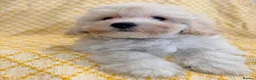 Maltipoo dogs for sale: Beautiful heath tested f1 Malitpoo babies  - Advert 10