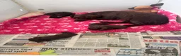 Cocker Spaniel dogs for sale: Cocker Spaniel Puppies For Sale in Bridgend - Advert 24