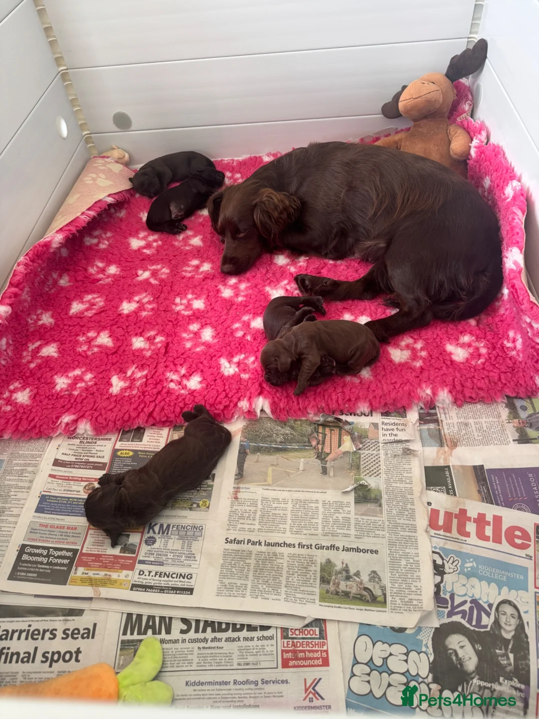 Cocker Spaniel dogs for sale: Cocker Spaniel Puppies For Sale in Bridgend - Advert 24