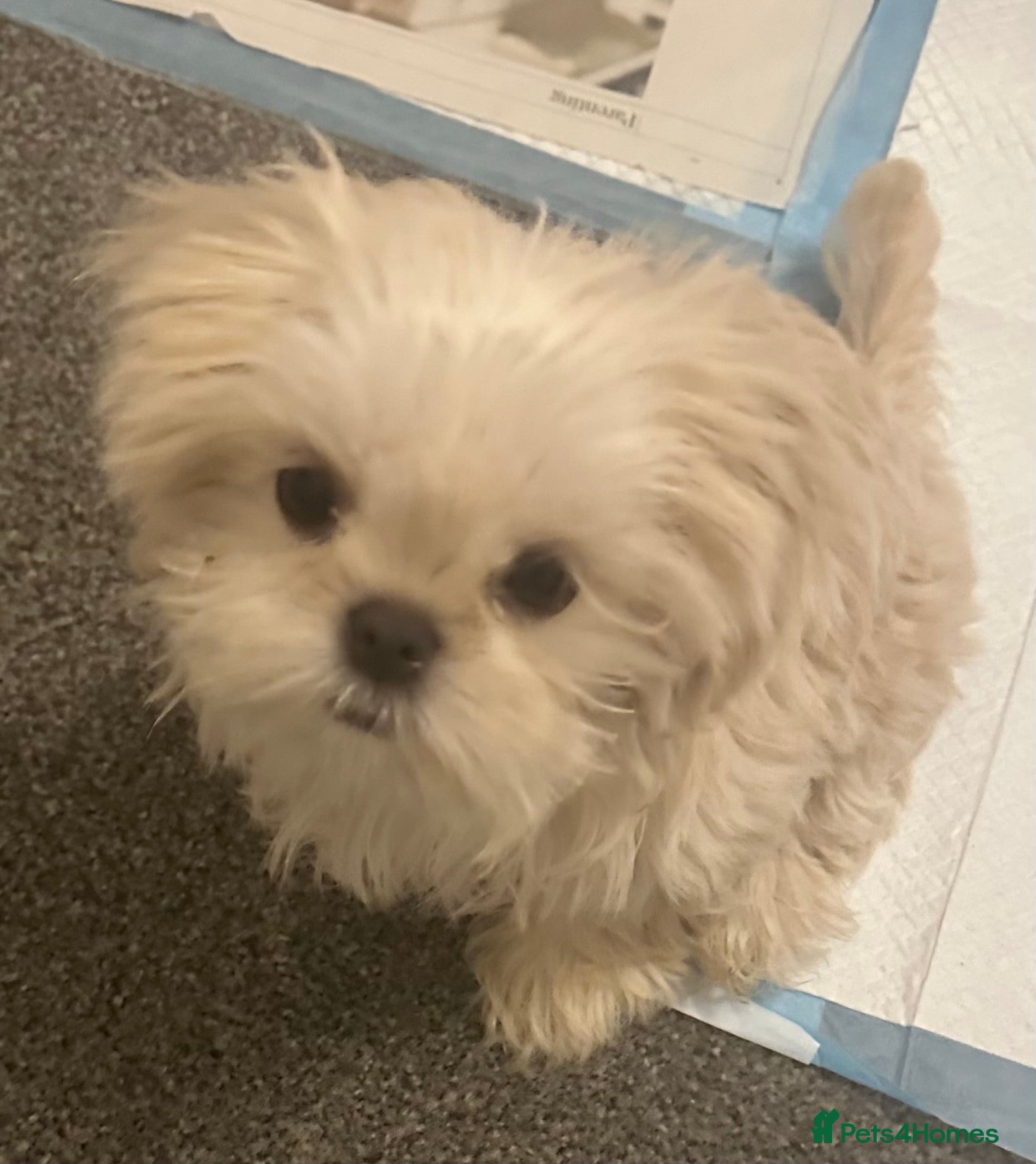 Shih Tzu dogs White Lavender Shih Tzu Puppies - Advert 14