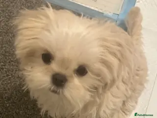 Shih Tzu dogs White Lavender Shih Tzu Puppies - Advert 14