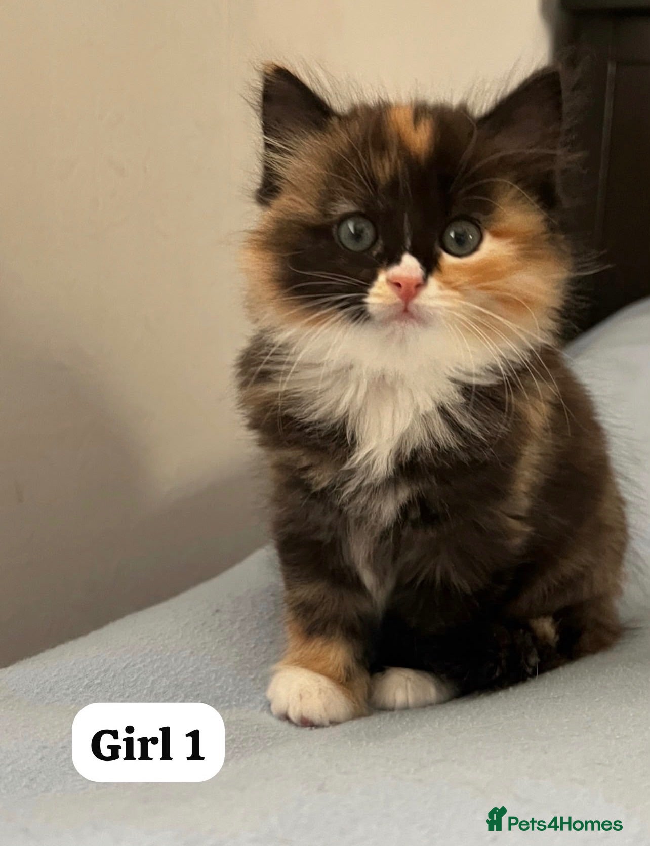 Mixed Breed cats Beautiful Ragdoll x kittens for sale  - Advert 1