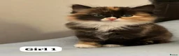 Mixed Breed cats for sale: Beautiful Ragdoll x kittens for sale  - Advert 21