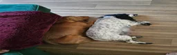 Cocker Spaniel dogs for sale: Stunning cocker spaniels  - Advert 9
