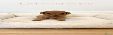 Cavapoo 5