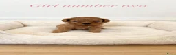 Cavapoo dogs for sale: F1 cavapoo pups  in Durham - Advert 5