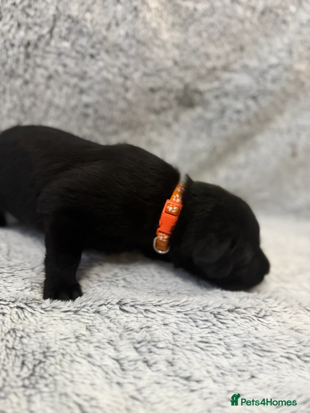 Labrador Retriever dogs for sale: KC Registered Labrador Retriever Puppies - Advert 20
