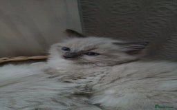 Ragdoll cats for sale: Adorable Kittens Looking for Their Forever Home - Image 2