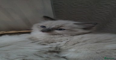 Ragdoll cats - Advert 4