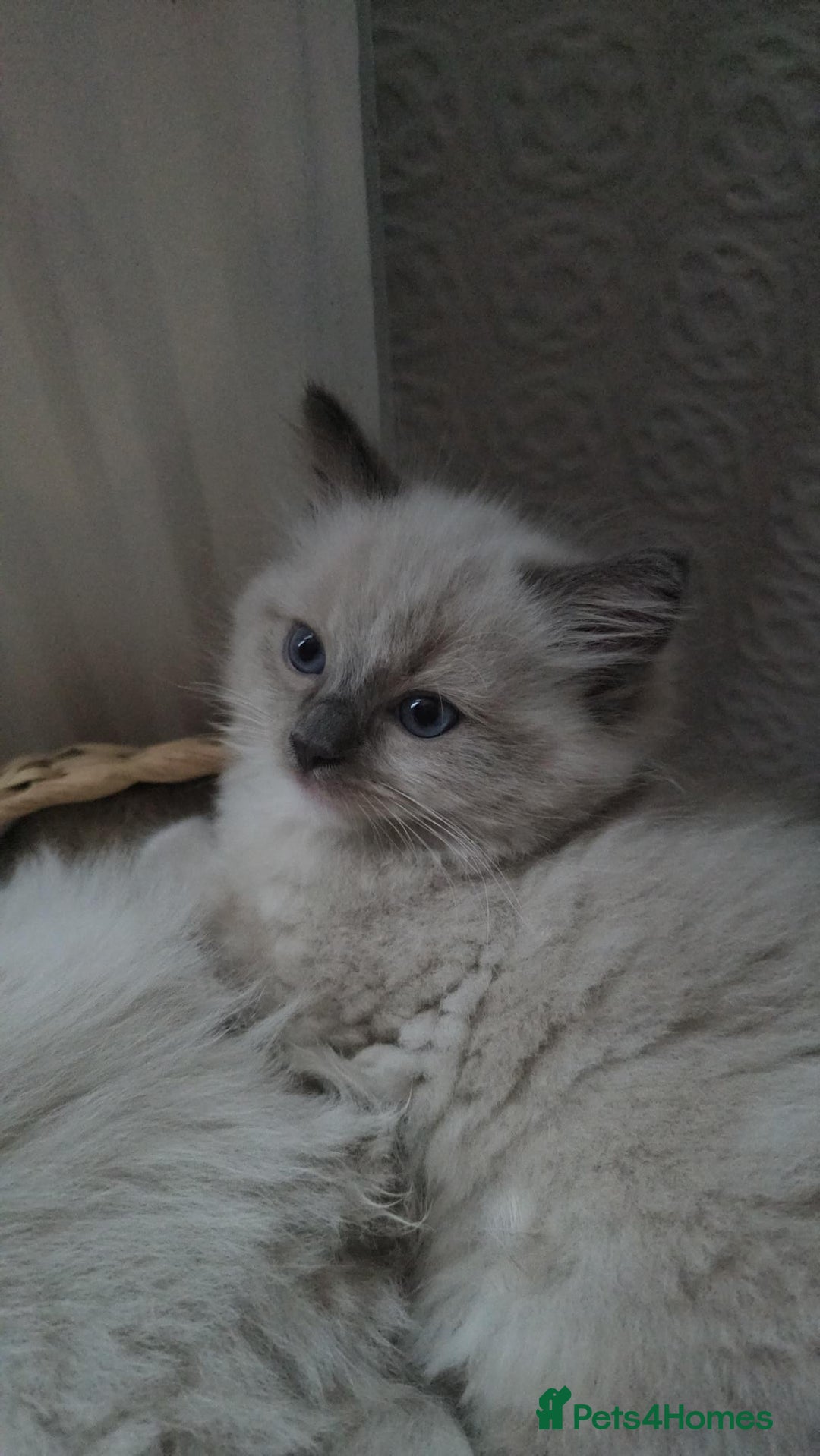 Ragdoll cats for sale: Adorable Kittens Looking for Their Forever Home - Image 2