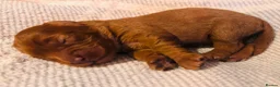 Cavapoo dogs for sale: Cavapoo Puppies - Deposits ready to be taken. - Advert 3
