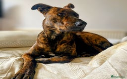 Mixed Breed dogs for sale: Shepherd Mix - Image 3