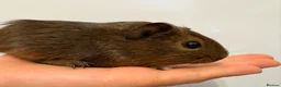 Guinea Pig rodents for sale: Baby Guinea Pigs for Sale – £40 per Pair 🐹 - Advert 4