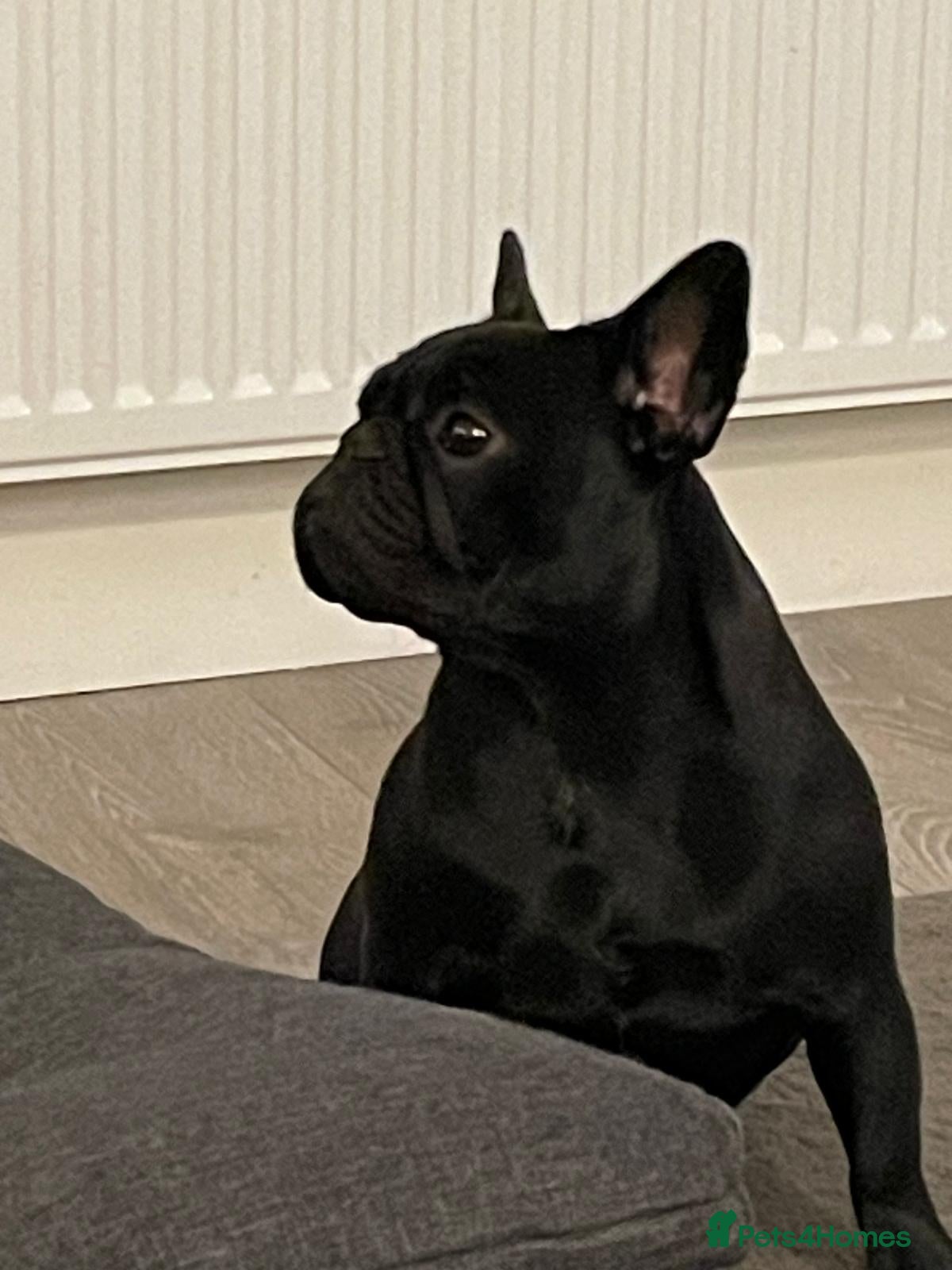 French Bulldog dogs Female French bulldog  - Advert 14