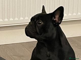 French Bulldog dogs Female French bulldog - Advert 2