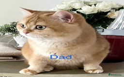 British Shorthair cats for sale: pedigree Golden British Shorthair girl - Image 13