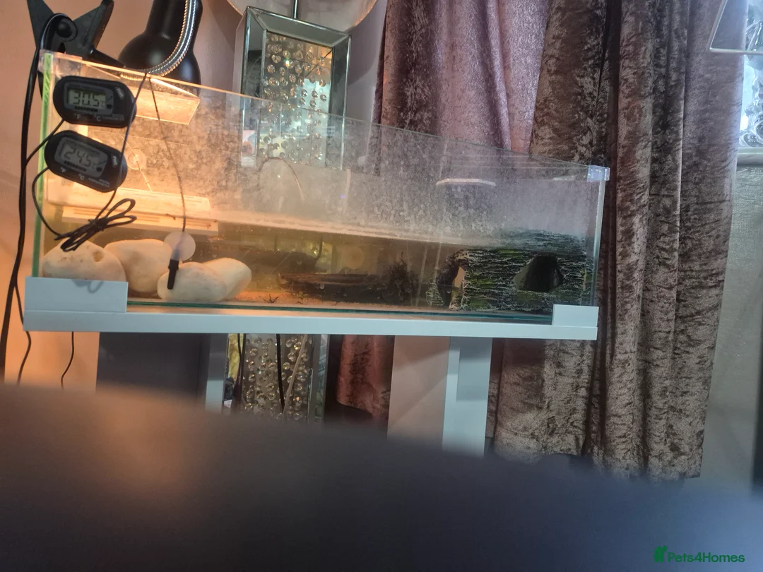 Turtle reptiles for sale: 2 baby musk turtles in Swanley - Advert 1