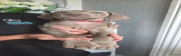 Weimaraner dogs for sale: Two gorgeous kc Weimaraner boys  - Advert 20