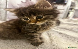 Norwegian Forest Cat cats for sale: Beautiful fluffy kittens - Image 8