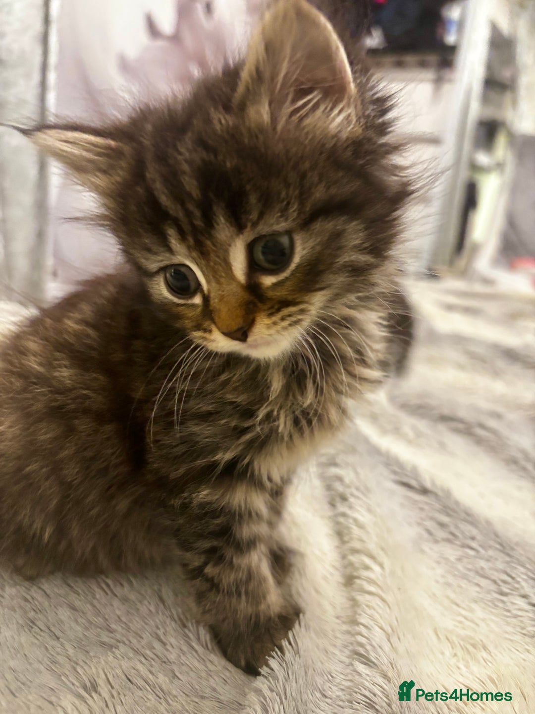 Norwegian Forest Cat cats for sale: Beautiful fluffy kittens - Image 8
