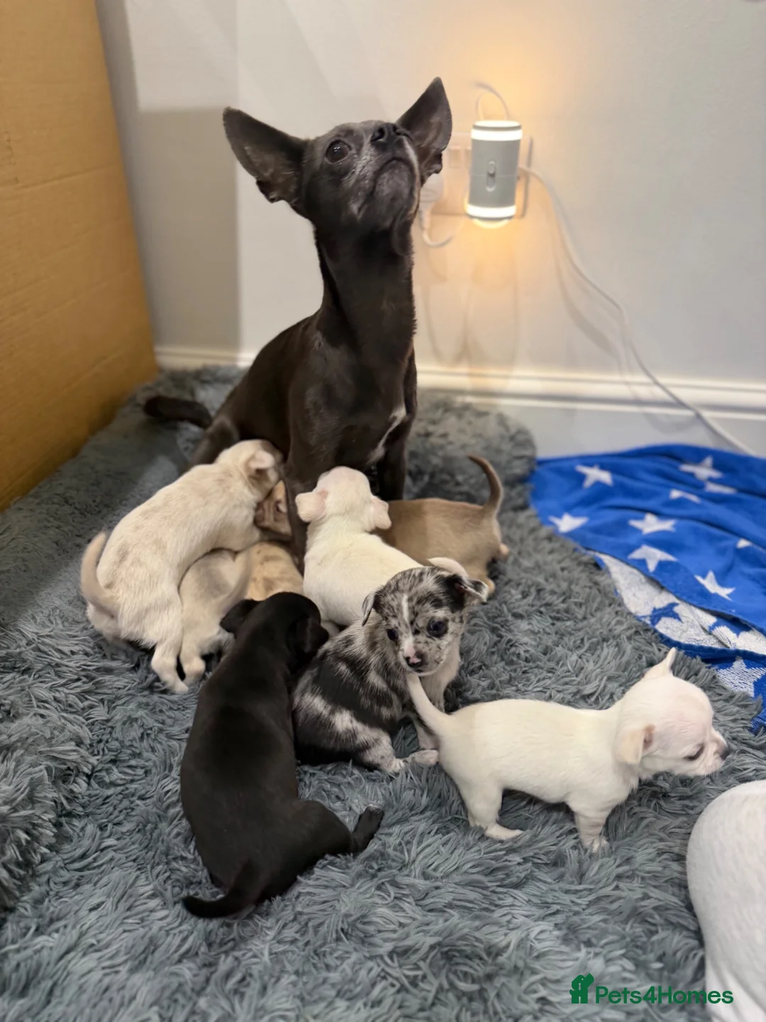 Chihuahua dogs for sale: 7 Adorable Chihuahua puppies ready 19th July - Advert 40