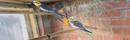 Mixed Breed birds for sale: Different types of birds *read description*  - Advert 13