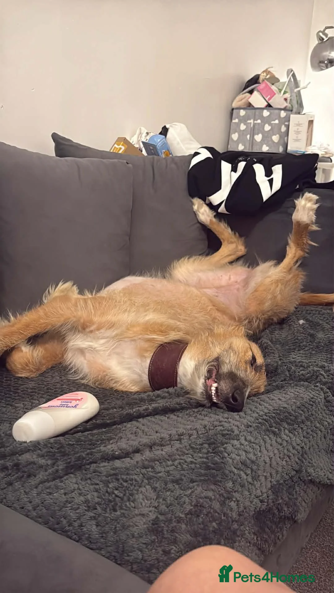 Mixed Breed dogs for sale: Beautiful lurcher called maisy  - Advert 2