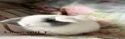 Mini Lop rabbits for sale: Adult does and buck pure bred mini lops    - Advert 23