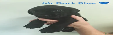 Labrador Retriever 1