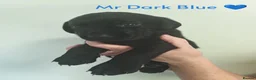 Labrador Retriever dogs for sale: Gorgeous Labrador pups  in Bishop Auckland - Advert 4