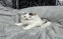 British Longhair cats for sale: Gorgeous fluffy kittens looking for forever home - Image 26