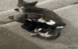 Mixed Breed cats for sale: Four beautiful kittens  - Image 12