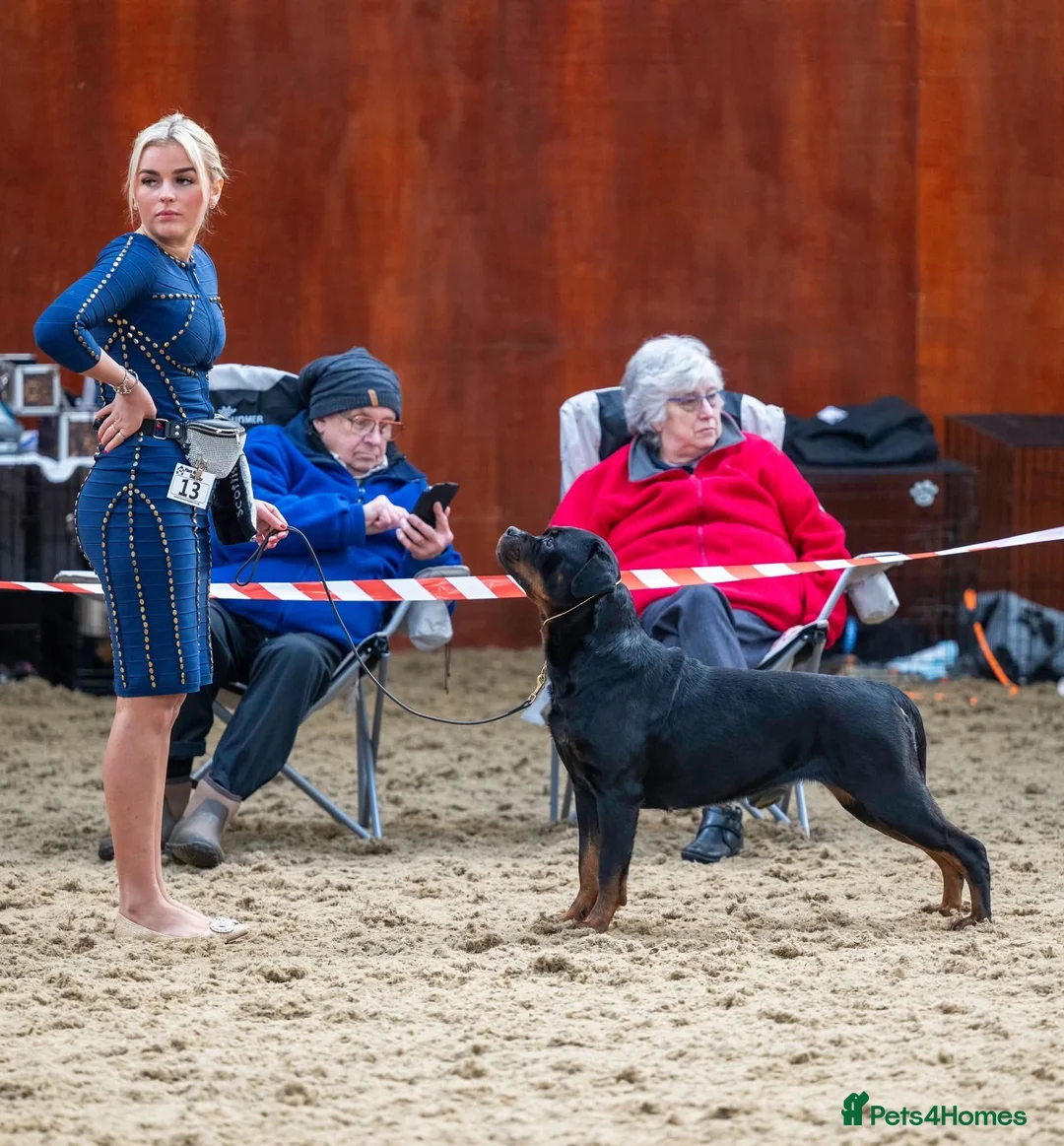 Rottweiler dogs for sale: Excellent Pedigree Dog Puppy - Advert 18