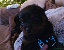 Rottweiler dogs Beautiful kc rottweiler puppies 3rd gen 2 left - Advert 3