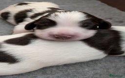 English Springer Spaniel dogs for sale: English Springer puppy *READY NOW* - Image 19