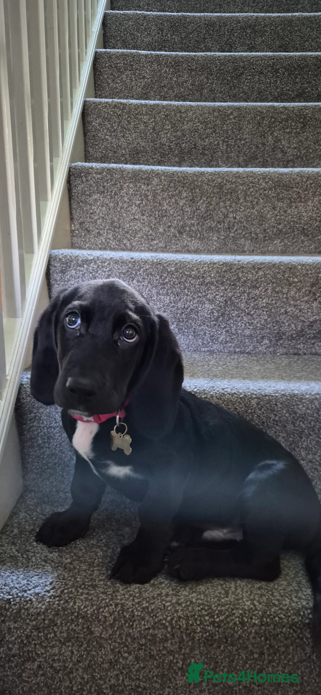 Mixed Breed dogs for sale: Mixed breed Labrador male puppy  - Advert 1