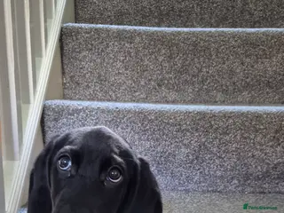 Mixed Breed dogs Mixed breed Labrador male puppy - Advert 1