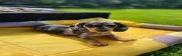 Miniature Dachshund dogs for sale: Adorable Puppies - Advert 14