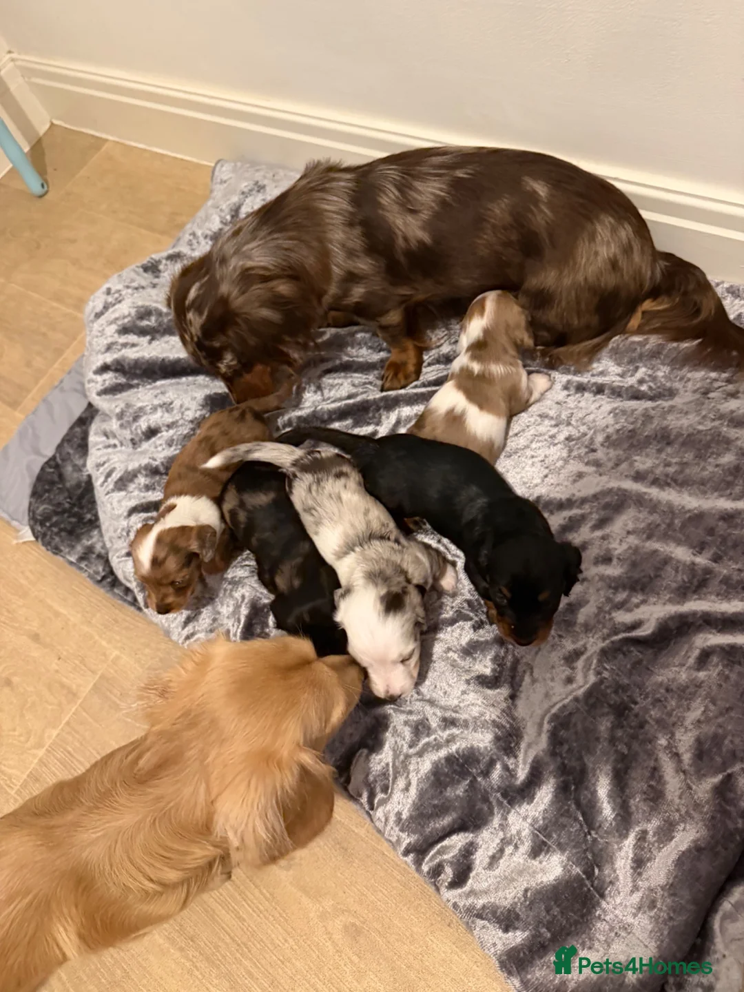 Miniature Dachshund dogs for sale: Beautiful Miniature dachshund  - Advert 2