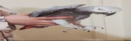 Parrots birds for sale: African Grey Parrot  - Advert 1