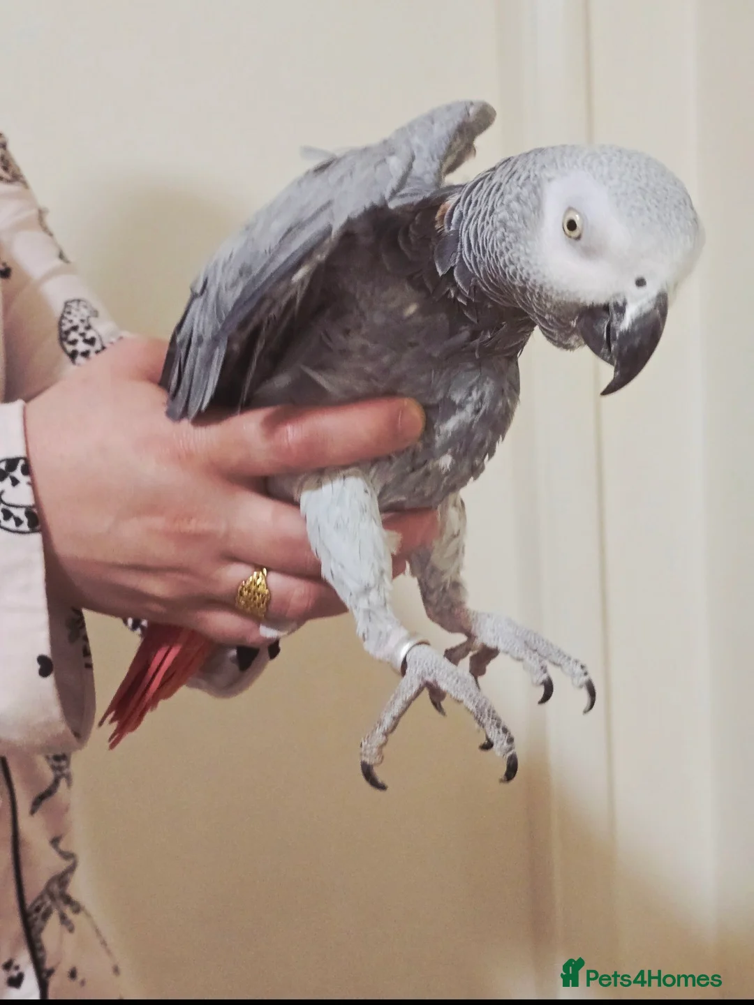Parrots birds for sale: African Grey Parrot  - Advert 1