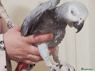 Parrots birds African Grey Parrot - Advert 1